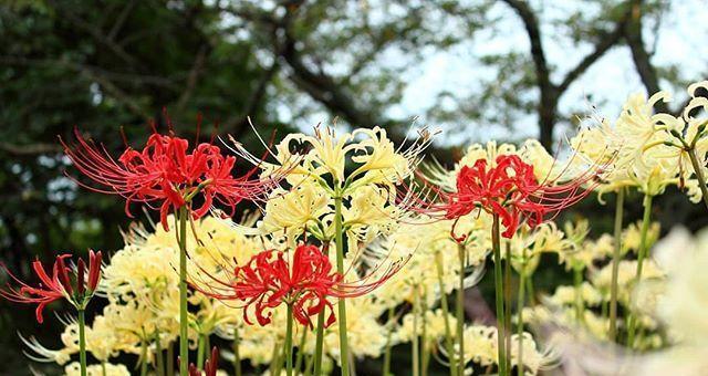 石蒜花花语是什么？了解石蒜花的寓意和象征意义？