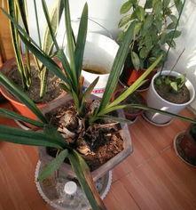 大叶兰花分盆技巧是什么？如何确保分盆后兰花容易成活？