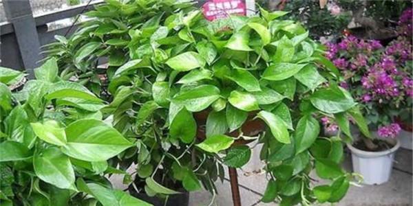 大叶绿萝多久浇水一次？如何判断浇水时机？