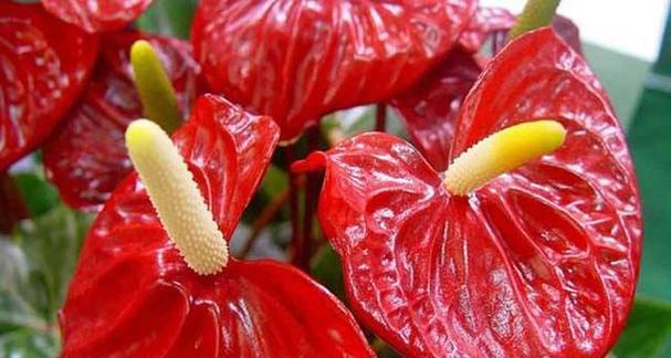 世界上花语最浪漫的花是什么？如何挑选表达爱意的花卉？