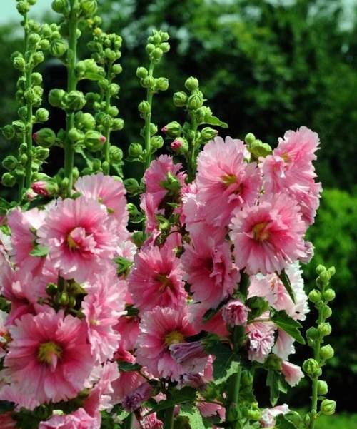 蜀葵花语是什么？蜀葵的象征意义有哪些？