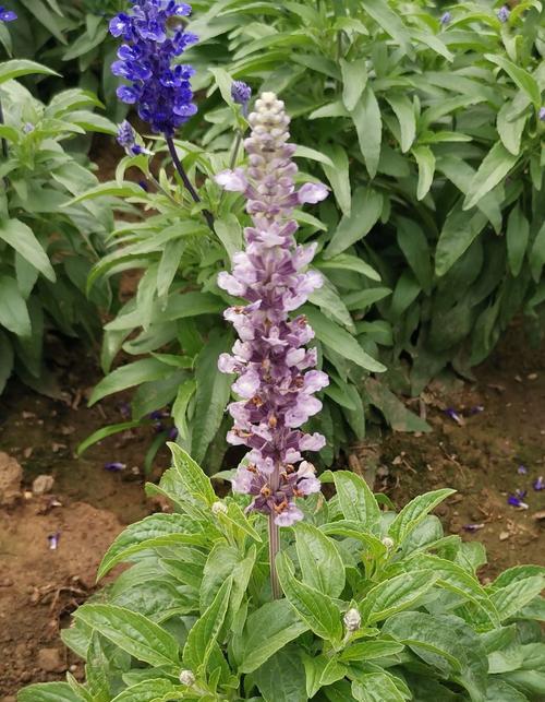 鼠尾草花语代表什么？鼠尾草的含义和象征是什么？