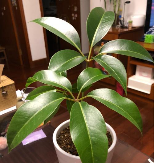 大叶伞怎么养？养殖过程中需要注意哪些问题？