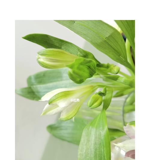 水仙百合花语是什么？如何正确解读水仙百合的含义？