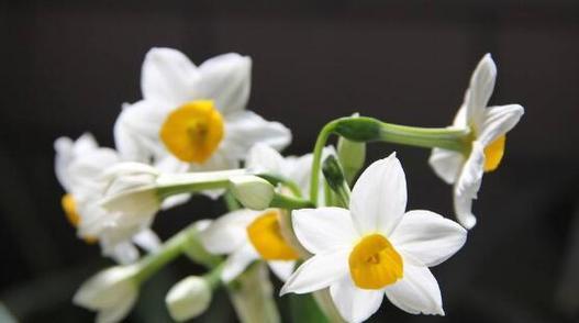 水仙花的花语有哪些含义？