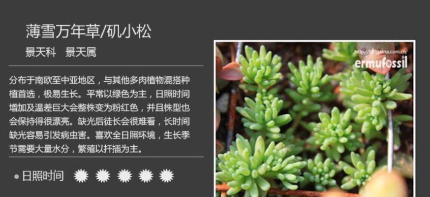 大叶万年青怎么养？养殖过程中需要注意哪些问题？