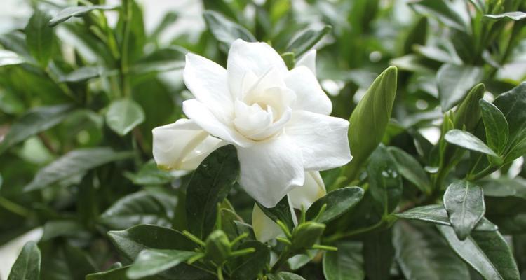 大叶桅子一年开几次花？如何确保其开花次数？