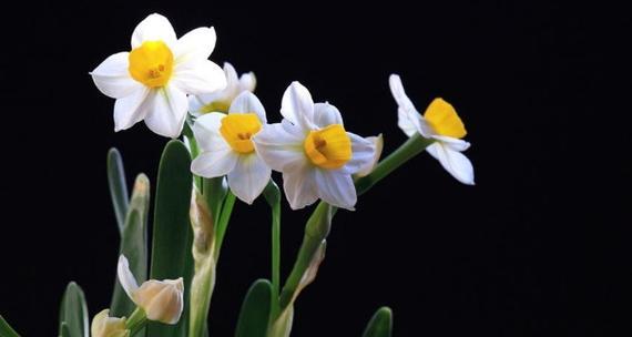 水仙花的花语是什么？它象征着什么含义？