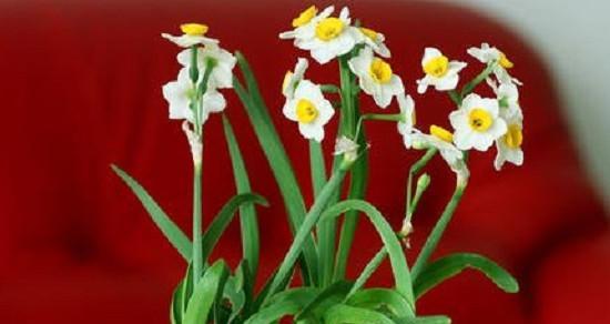 水仙花的花语是什么？它象征着什么含义？