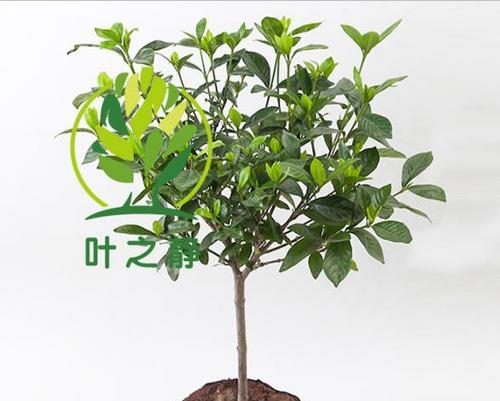 大叶栀子花期是什么时候？如何正确养护以延长花期？