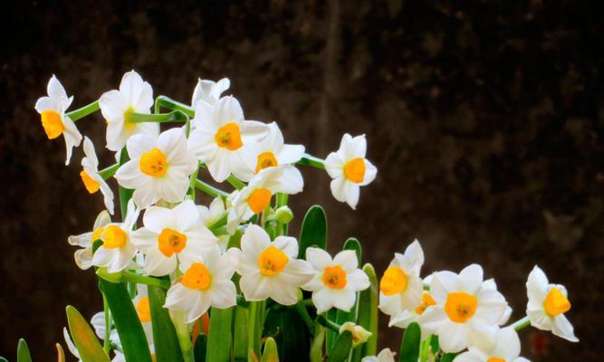 水仙花花语是什么意思？如何正确解读水仙花的含义？