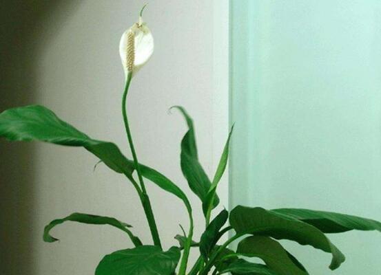 大一帆风顺养殖方法是什么？养殖过程中需要注意哪些事项？