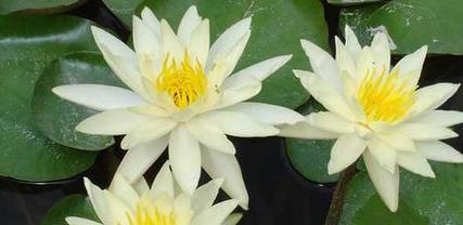 睡莲的花语是什么？如何用睡莲表达爱意？
