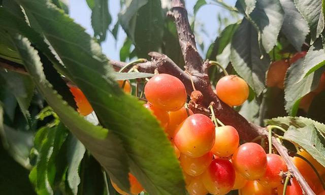大樱桃种植条件是什么？哪些区域气候最适合种植大樱桃？