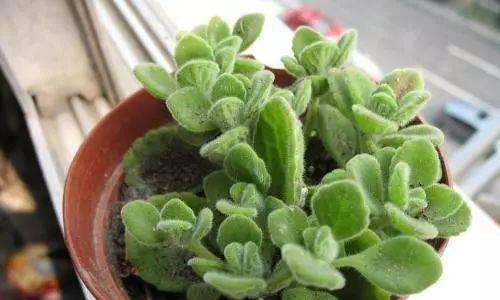 大疣朱紫玉如何配土？种植土壤选择有哪些常见问题？