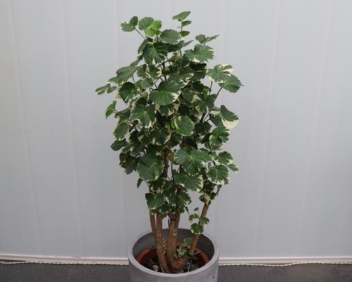 大圆矮花盆适合养什么花？有哪些花卉推荐？