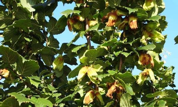 大榛子几年开始结果实？如何提高结果实率？