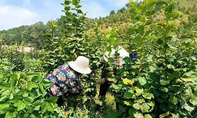大榛子树几年结果实？如何正确种植和养护？