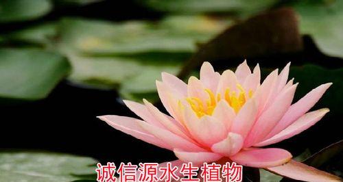 代表诚信的植物有哪些？它们各自象征着什么含义？