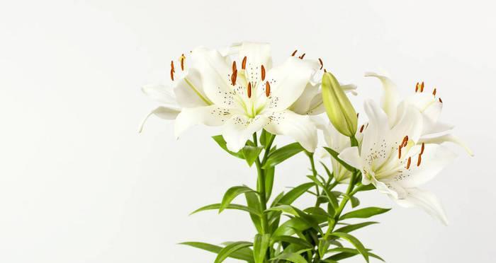 白百合花象征什么？送白百合花的含义是什么？