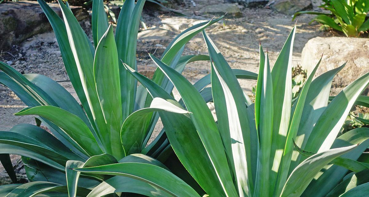 哪些植物代表坚韧不拔？如何在家中种植这些植物？