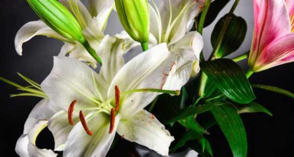 送百合花的寓意是什么意思？百合花代表了哪些美好含义？