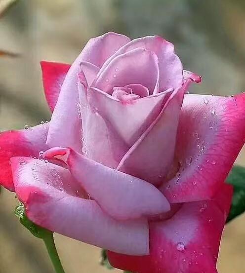 什么花代表相思之苦？代表苦恋的花有哪些？