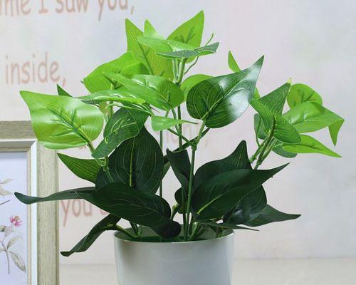 代表礼仪的植物有哪些？它们各自象征着什么含义？