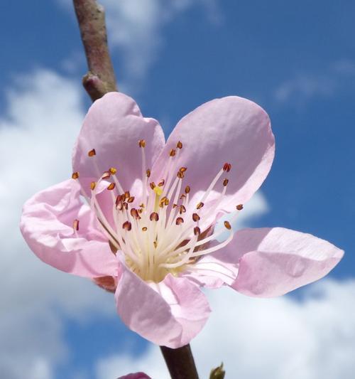 代表热烈张扬的花是什么？如何挑选和养护？