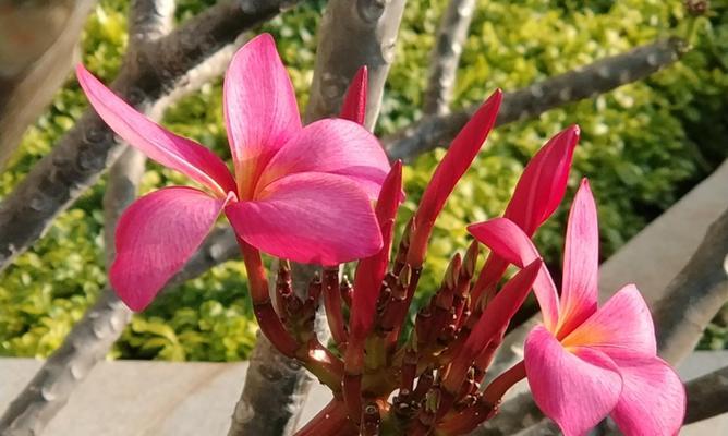 代表希望和未来的花是什么？如何在家中种植和养护？