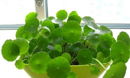 代表幸运的植物有哪些？它们各自有什么寓意？