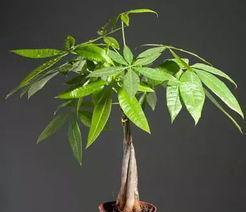 代表幸运的植物有哪些？它们各自有什么寓意？
