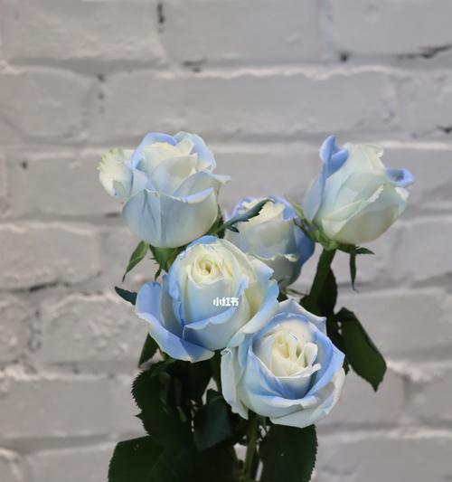 碎冰蓝玫瑰代表什么含义？花语有哪些独特之处？
