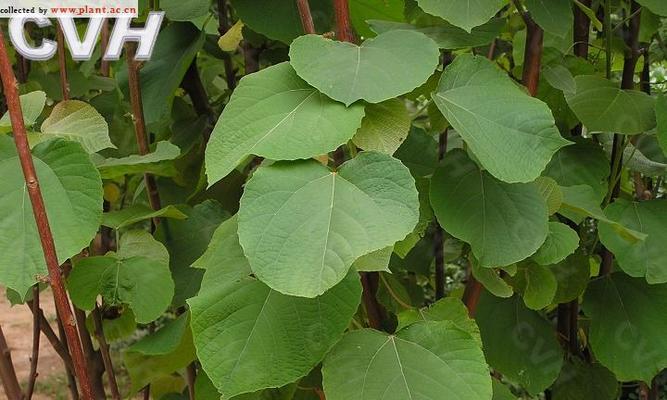 带麻字的植物有哪些？它们的特性是什么？