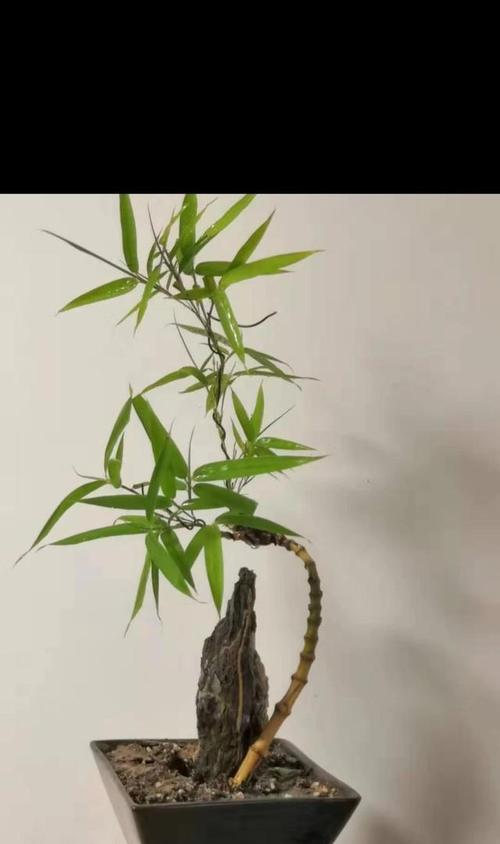 带竹的盆栽有哪些？竹子类盆栽有哪些品种？