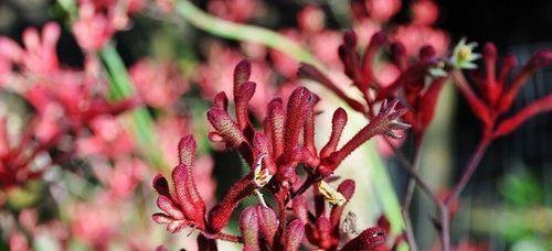 袋鼠花有毒吗？能在家里安全养殖吗？