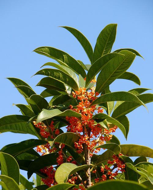 丹桂花期持续多久？如何延长花期？