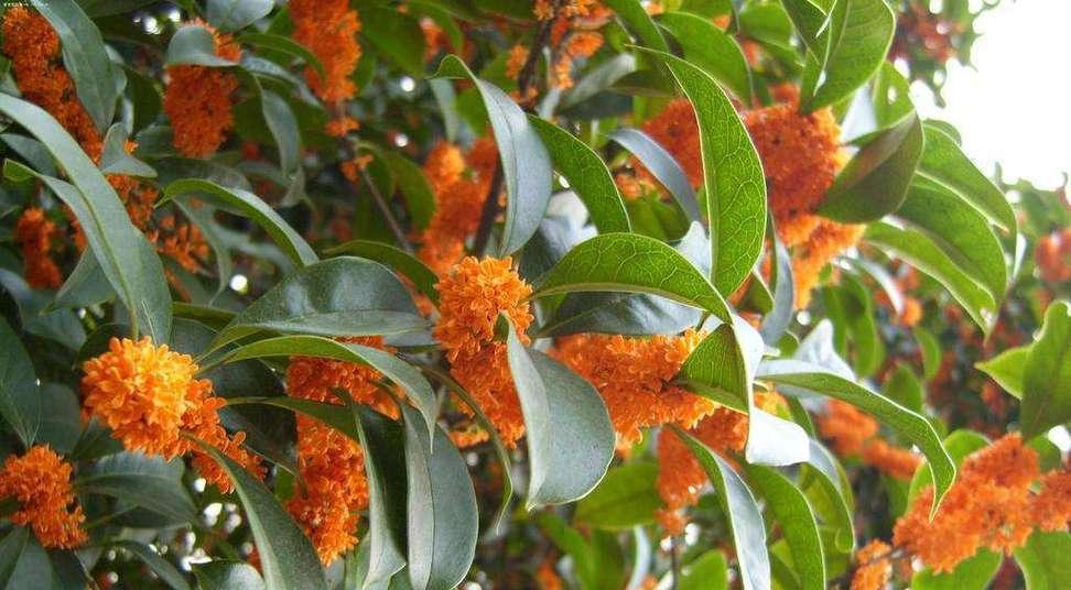 丹桂花期持续多久？如何延长花期？