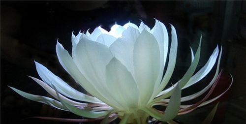 昙花的花语是什么？昙花的传说有哪些？