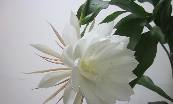昙花的花语是什么？昙花的传说有哪些？