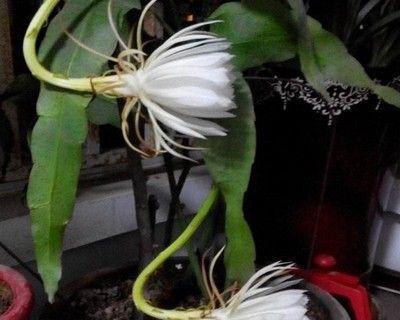 昙花的寓意和象征风水是什么？如何在家居风水中运用？