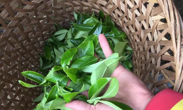 单丛茶属于什么类别？它的特点和冲泡方法是什么？