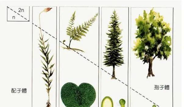 单细胞植物有哪些种类？它们的生存环境是什么？