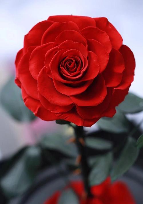1298朵玫瑰花的含义是什么？哪里有完整视频展示？