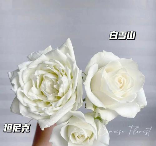 情人节白玫瑰11朵价格及图片大全集
