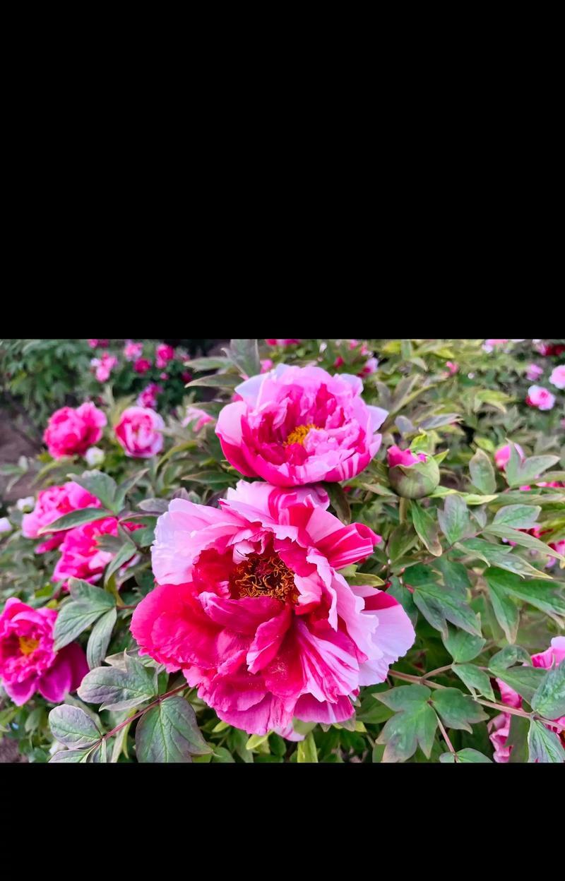 用牡丹花拍大片怎么拍