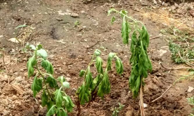 菊花泡着就变绿了怎么回事啊