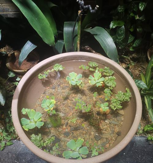 哪些植物适合盆栽土壤？盆栽土壤的选择标准是什么？