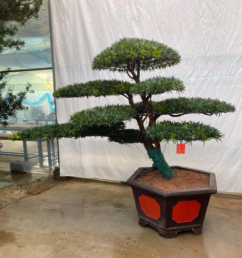 邻水飘枝适合哪些盆栽植物？