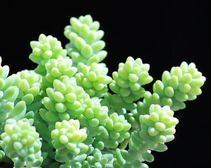 邻水飘枝适合哪些盆栽植物？